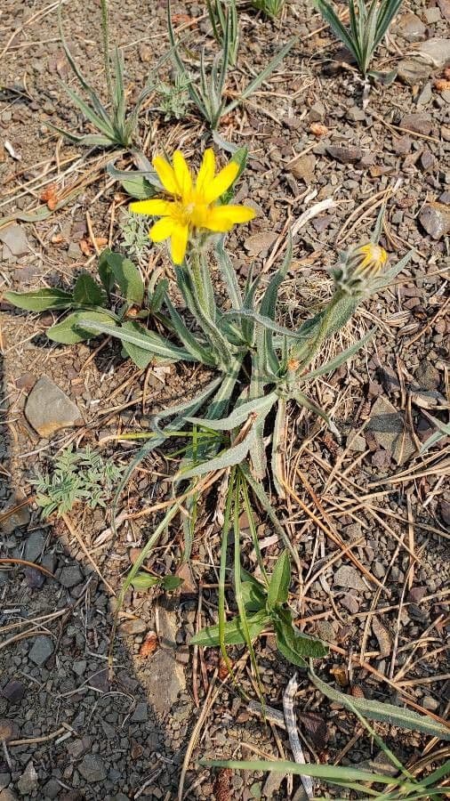 Agoseris glauca 14