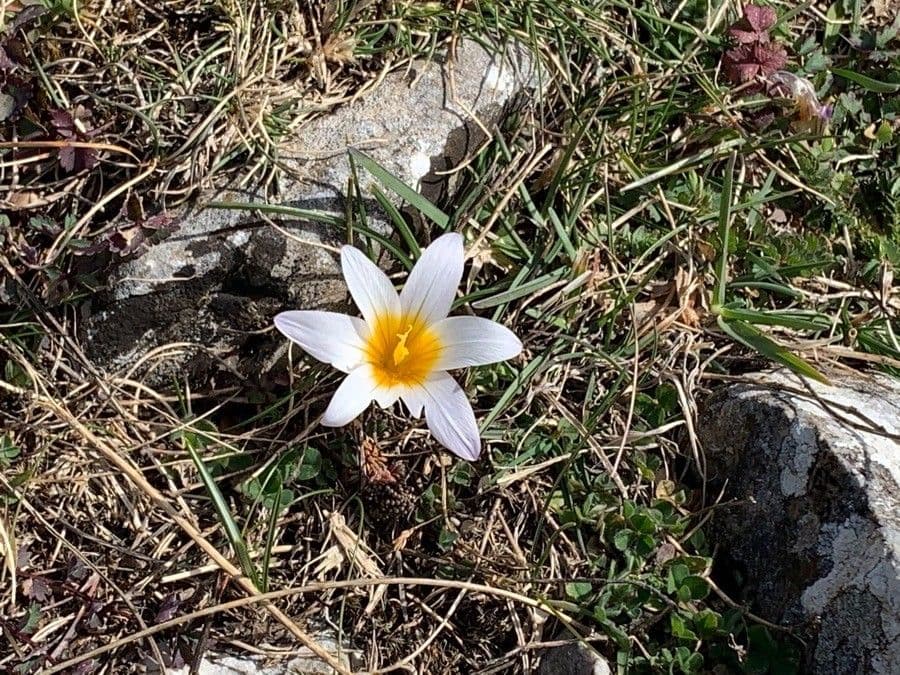Romulea 5