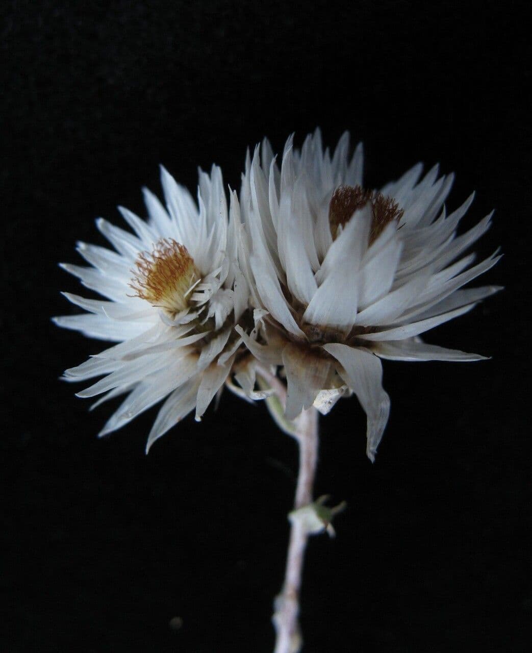 Anaphalioides 4