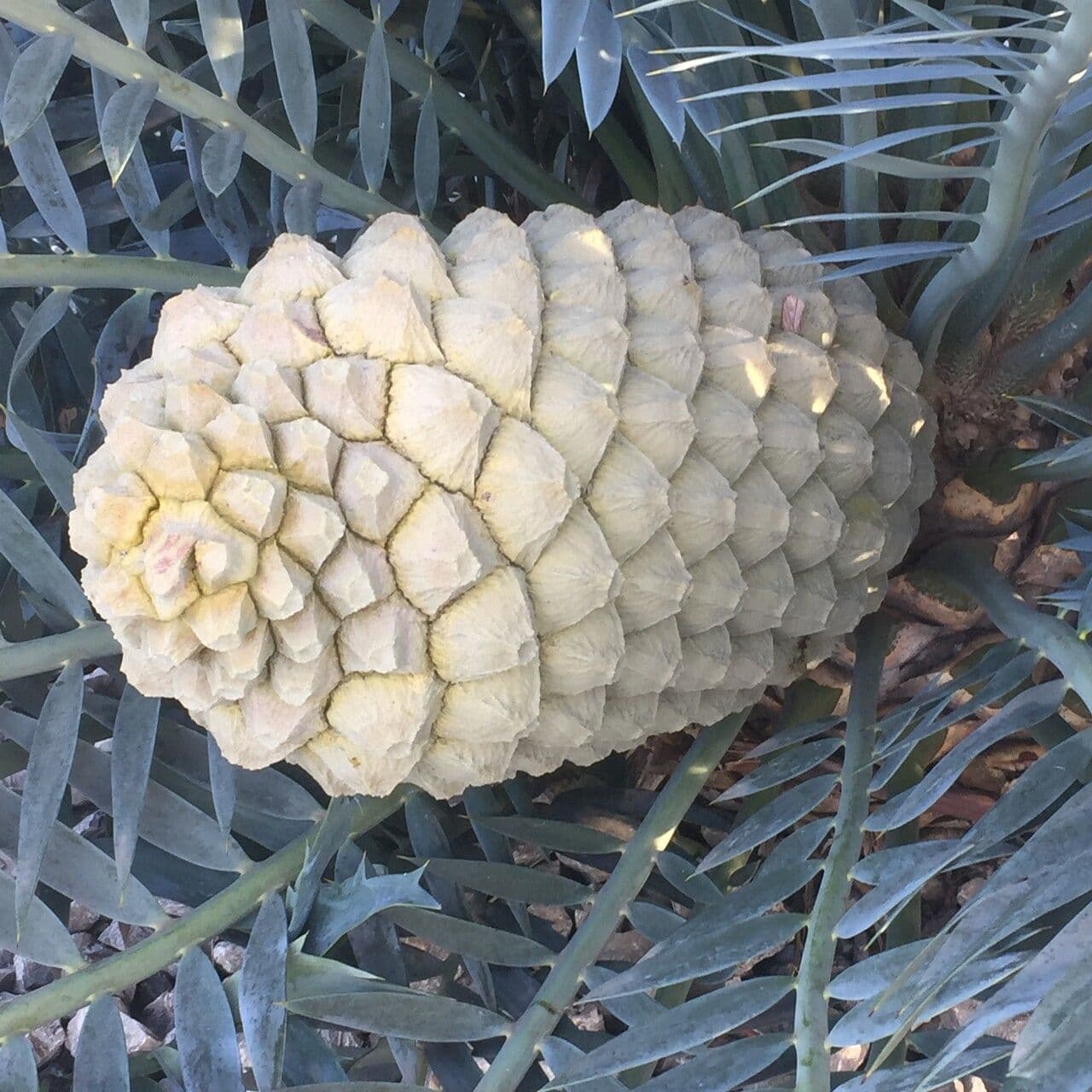 Encephalartos