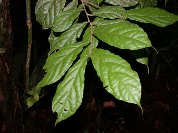Dichapetalum 7