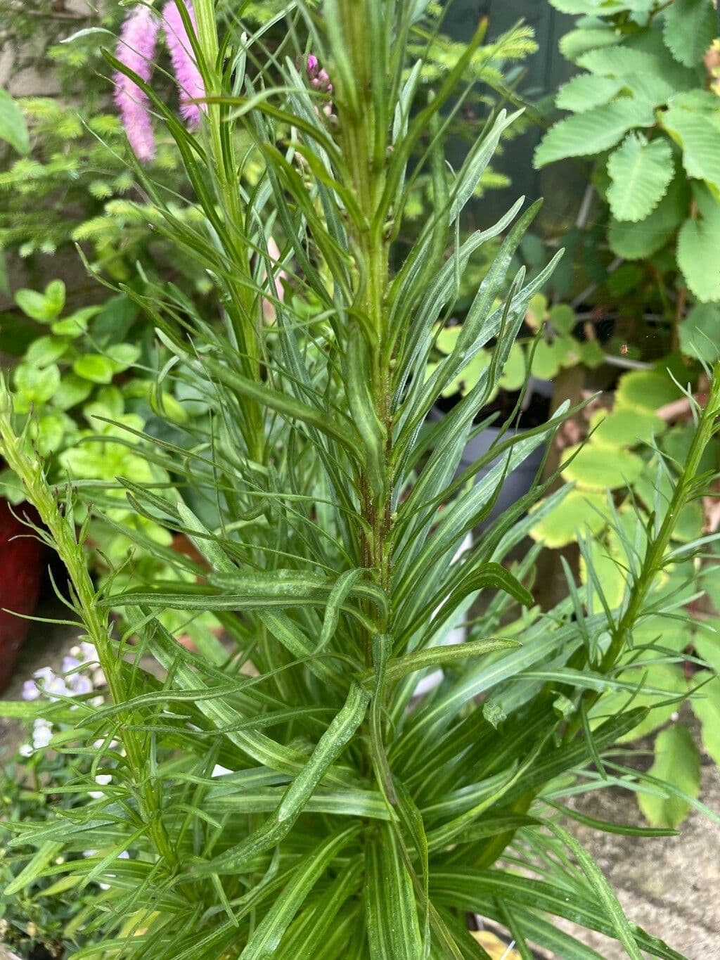 Liatris espigada 12