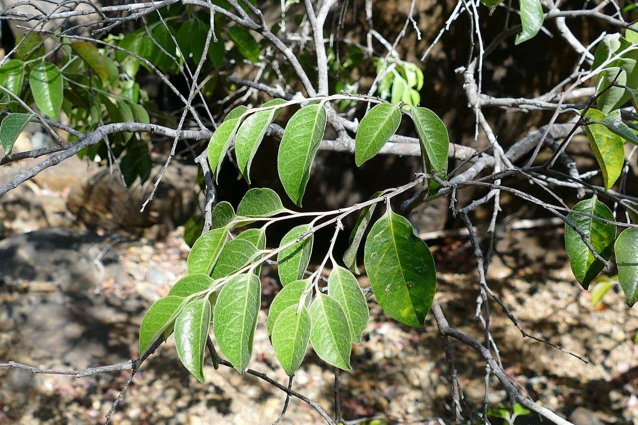 Hunga 3