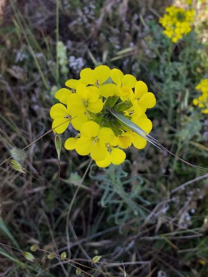 Violaciocca odorosa 8