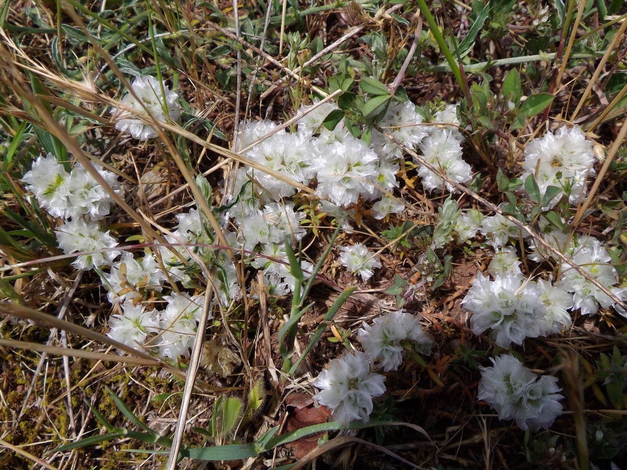 Paronychia capitata 11