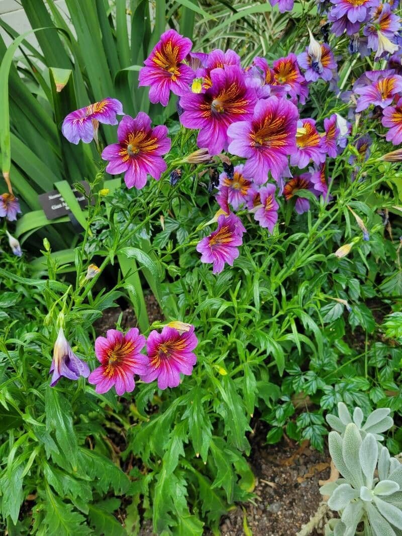 Salpiglossis 7
