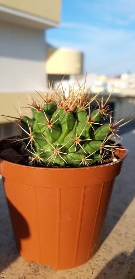 Thelocactus 7