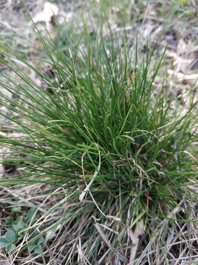 Festuca gautieri 18