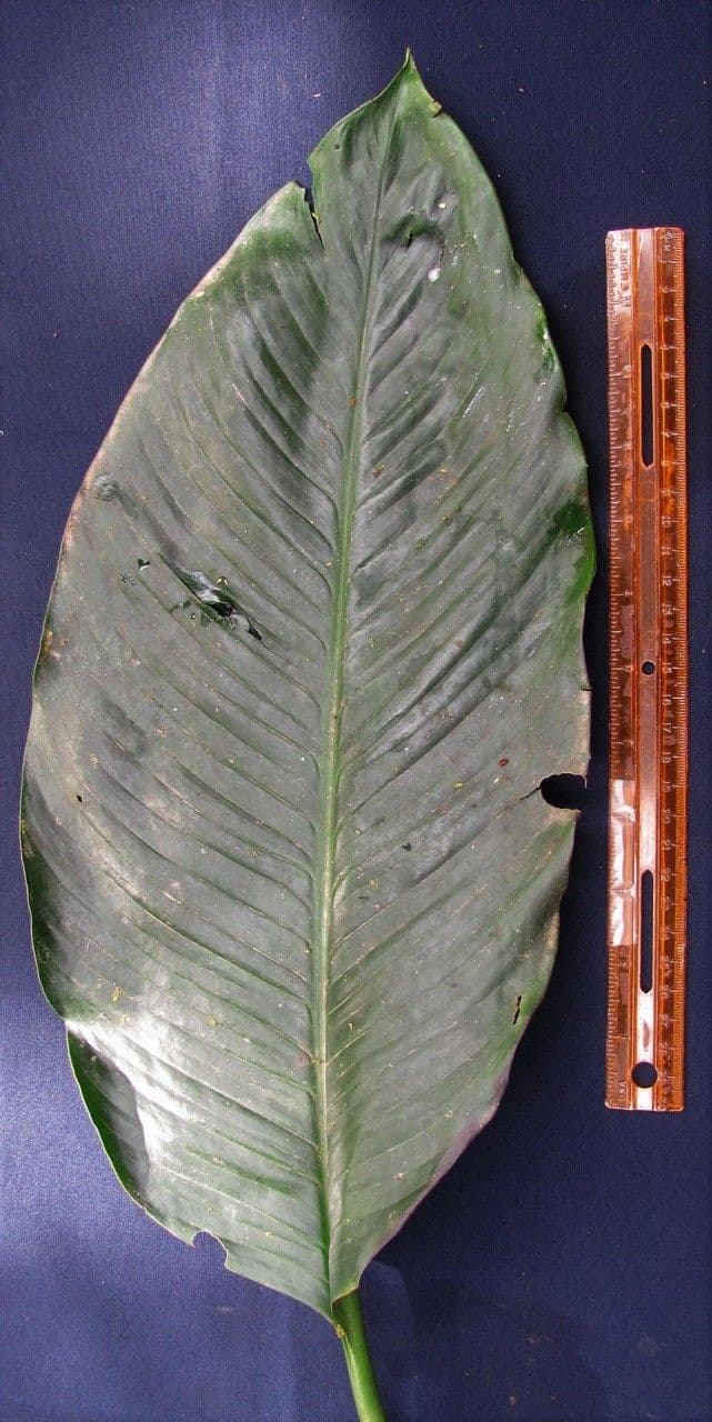 Spargelblatt 5