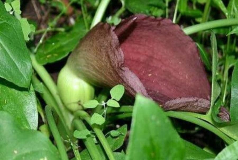 Typhonium