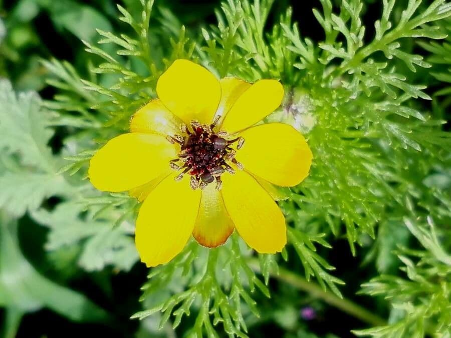 Adonis microcarpa 9