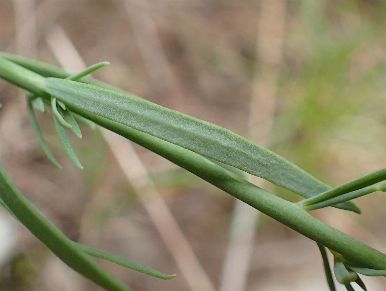 Linaria strisciante 19