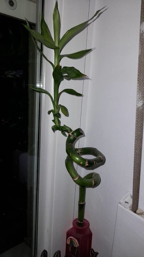 Dracena 18