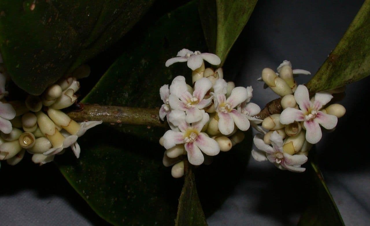 Schlegelia parviflora 10