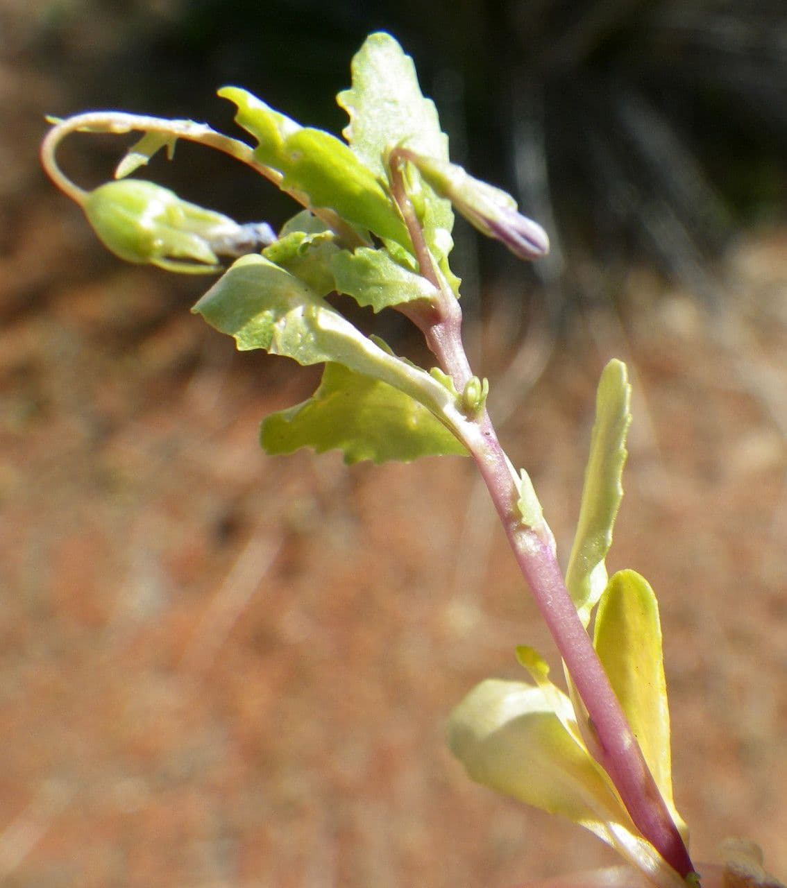 Solenopsis 15