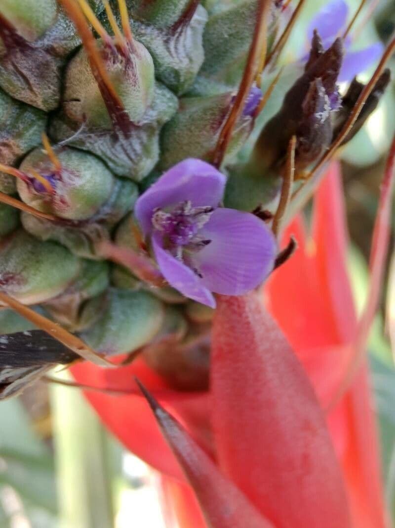 Aechmea 2