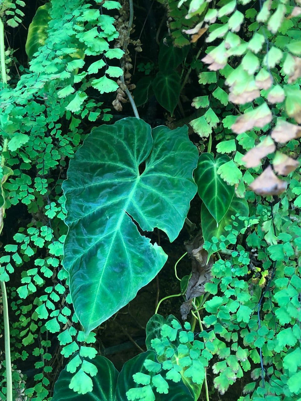 Warziger Philodendron 6