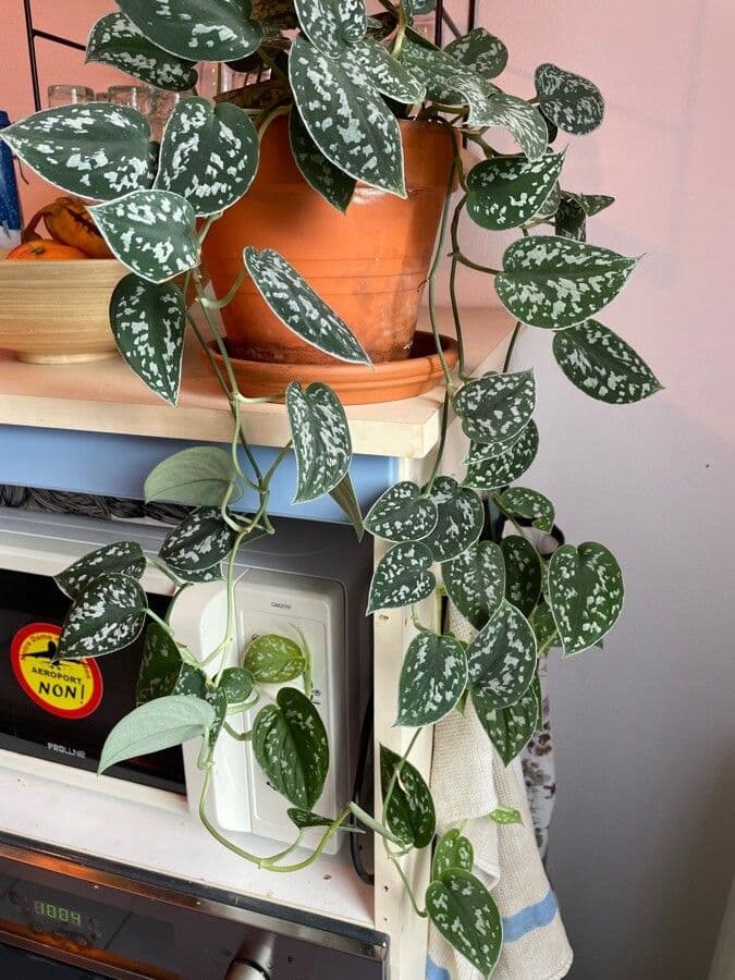 Scindapsus 11