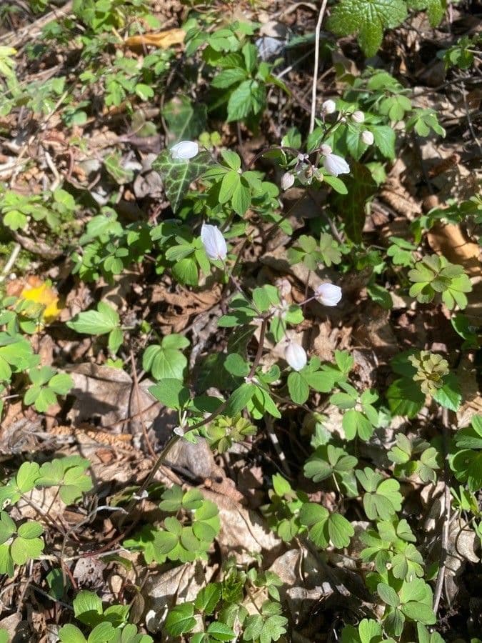 Glockenblume 15