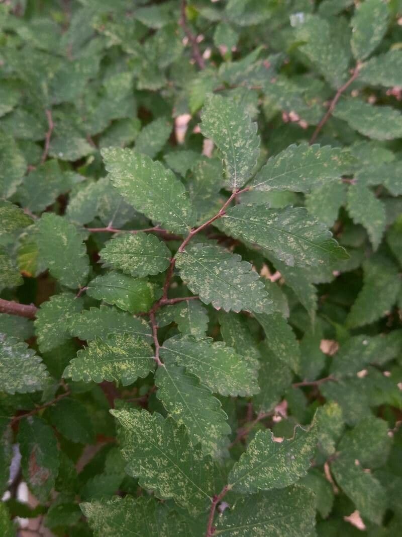 Zelkova cinese 3