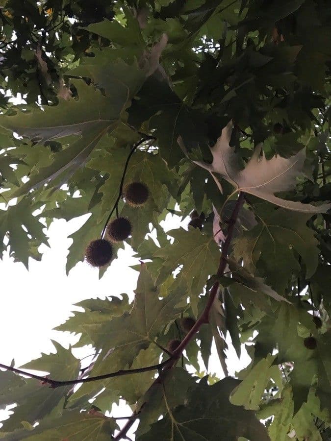 Platanus orientalis 6
