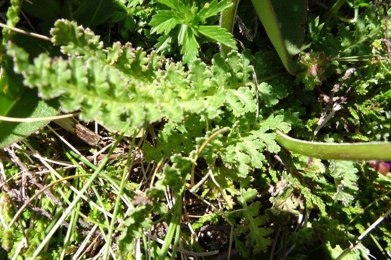 Vrbina pyrenejská 15
