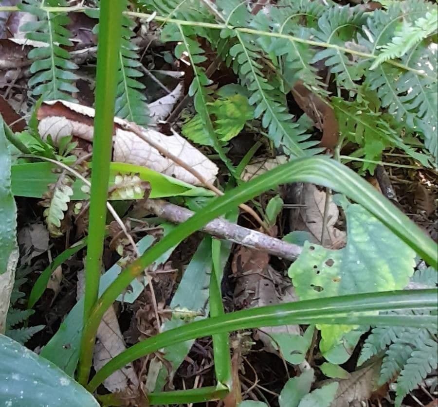 Cyperus friburgensis 4