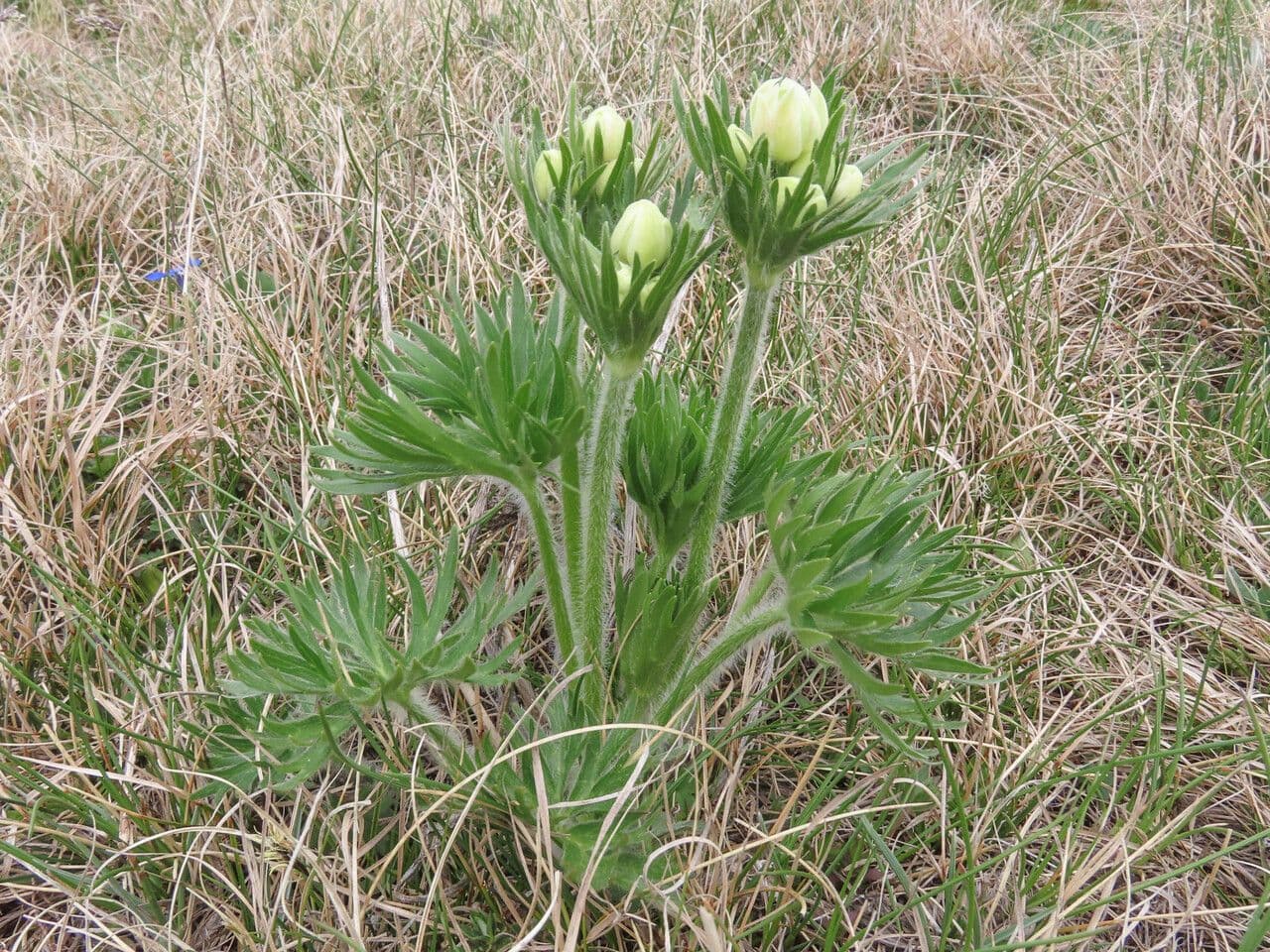 Anemone narcissiflora 15