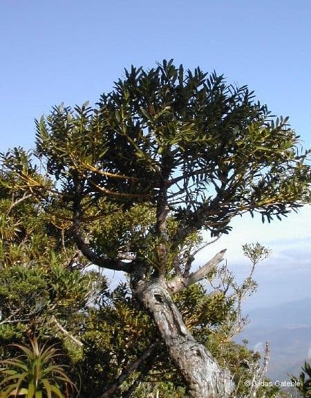 Mount panié kauri