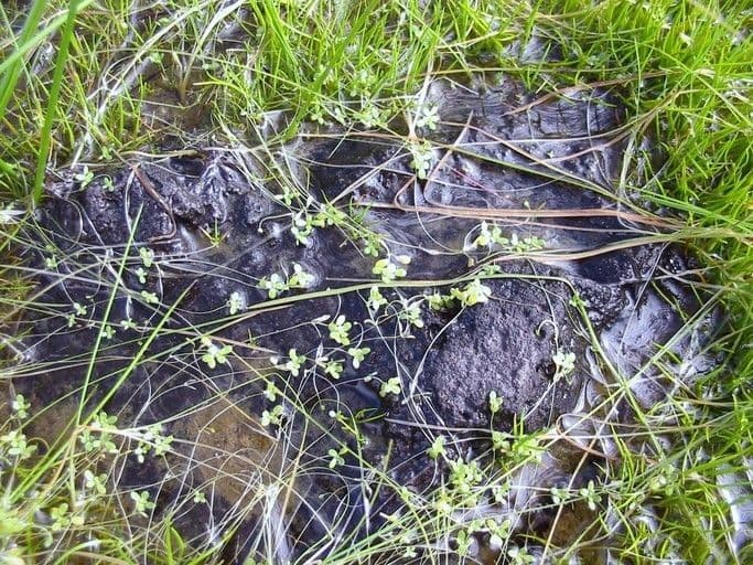 Stella d'acqua marginata 6