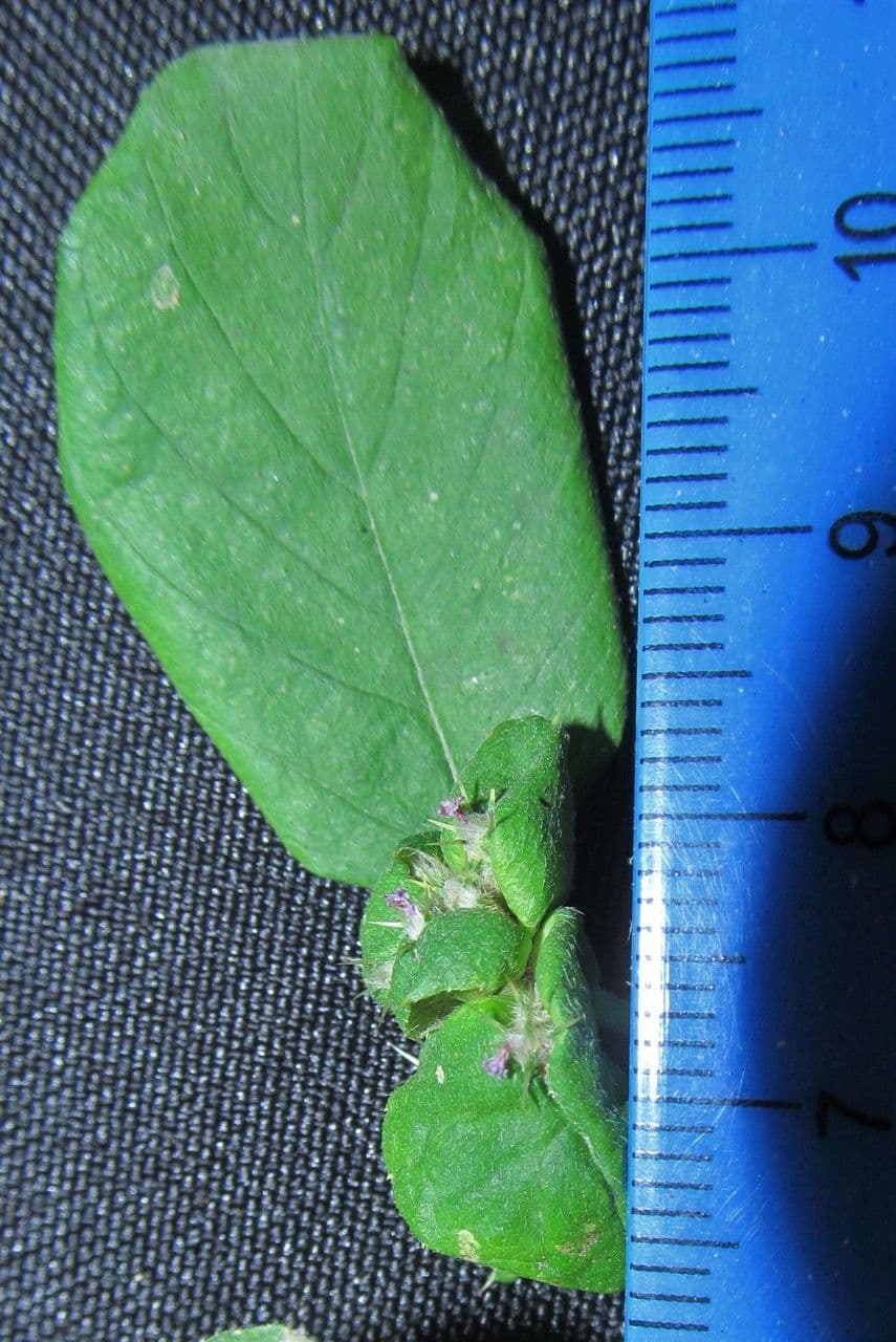 Spiracantha 21