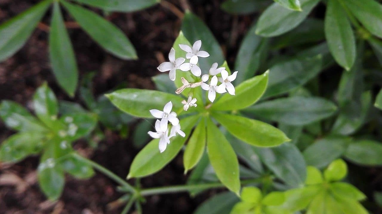 Stellina odorosa 8