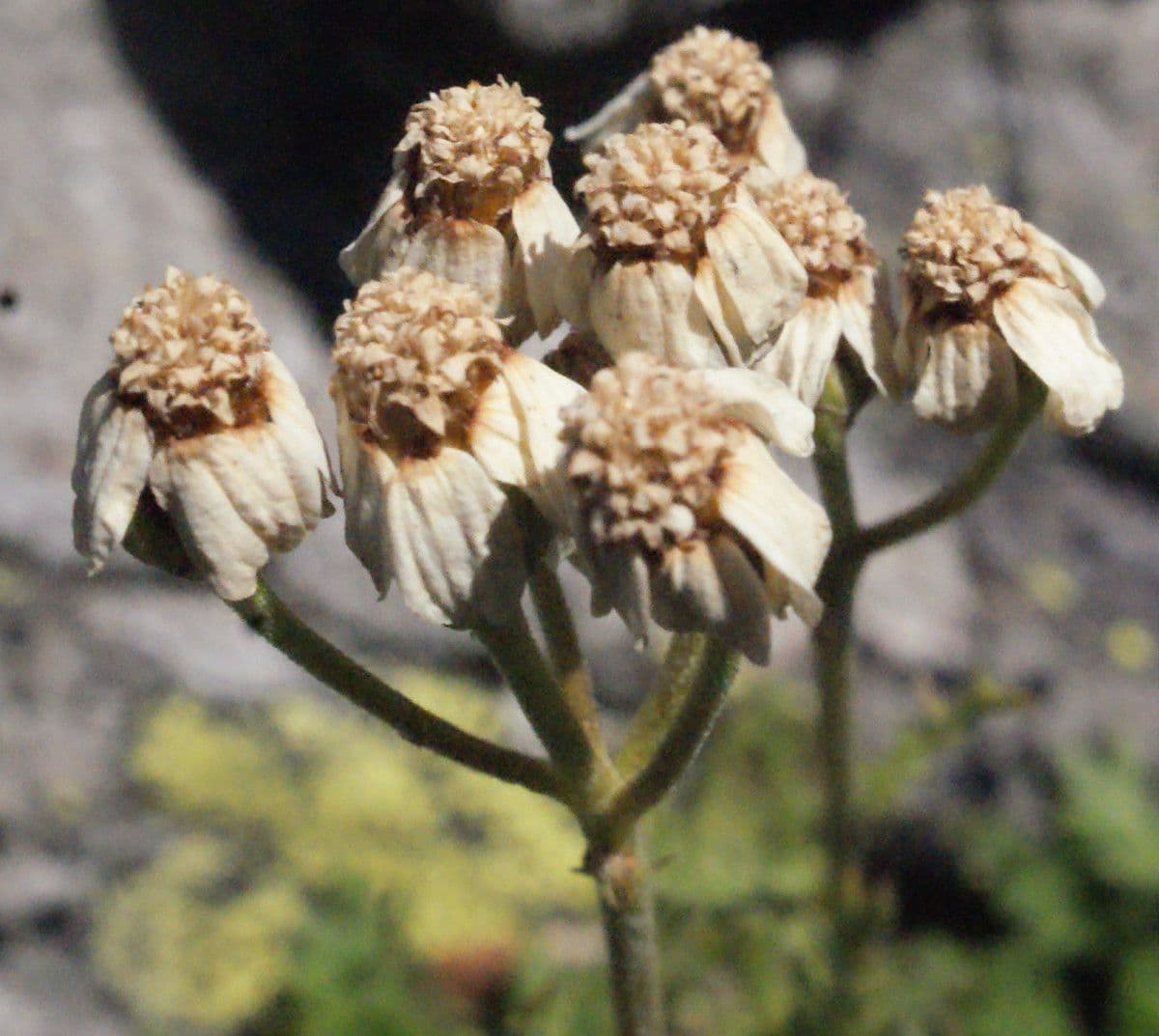 Achillea erba-rotta 4