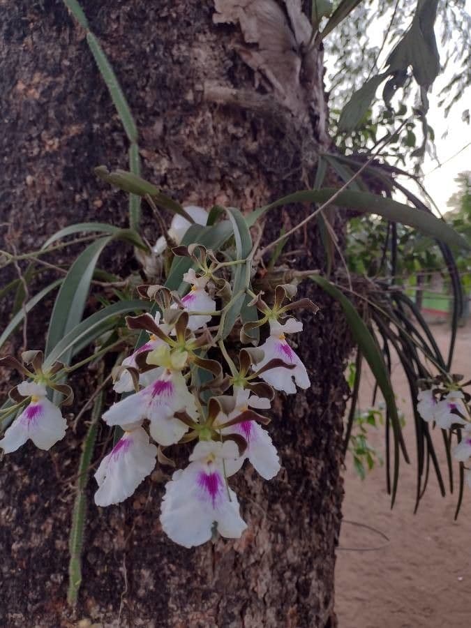 Encyclia 4