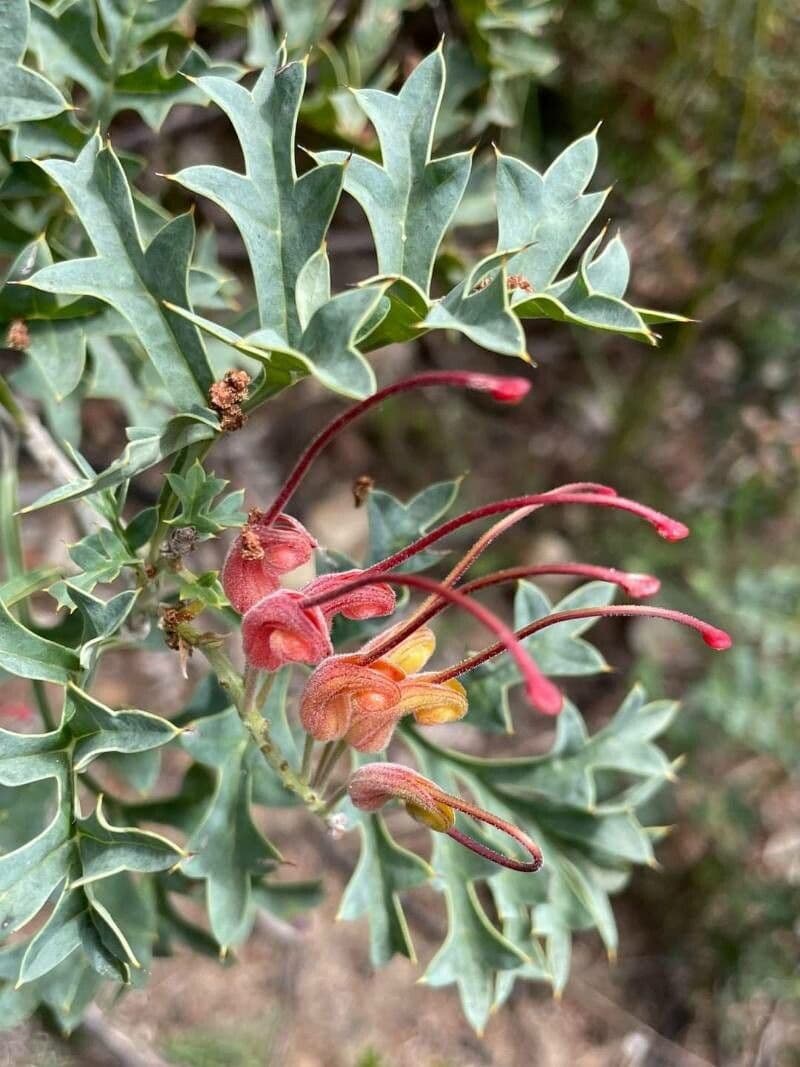 Grevillea bipinnatifida 2