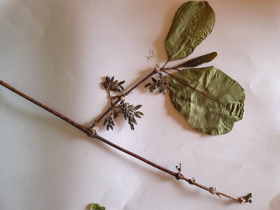 Vangueria madagascariensis 18