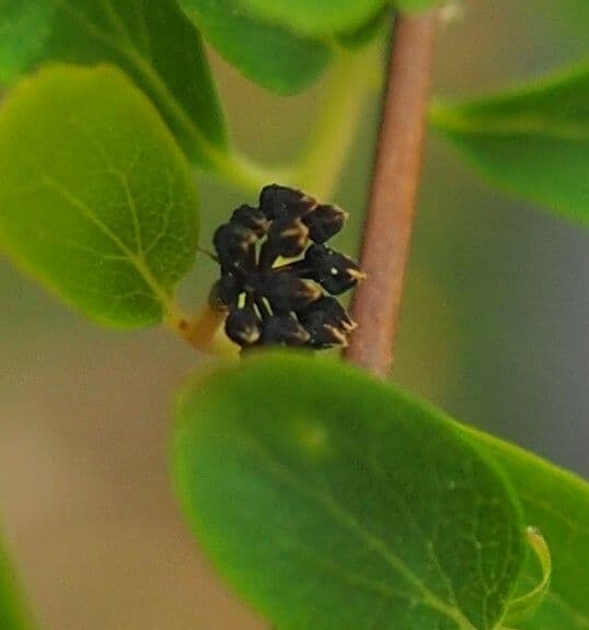 Spirea giapponese 4