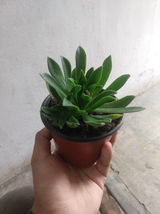 Aeonium simsii 3