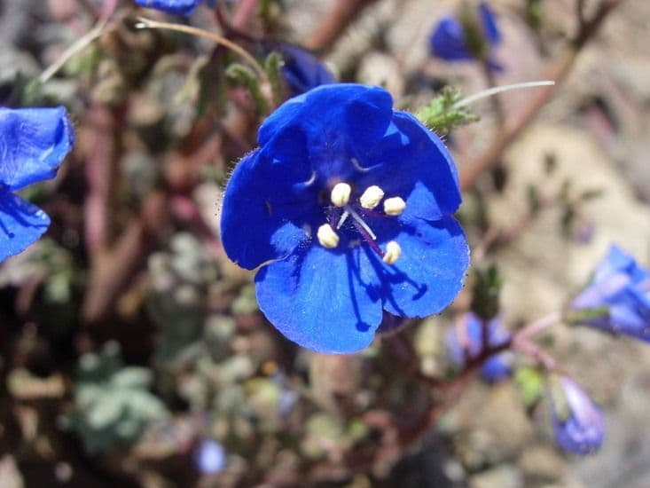 Charlottes Phacelia 2