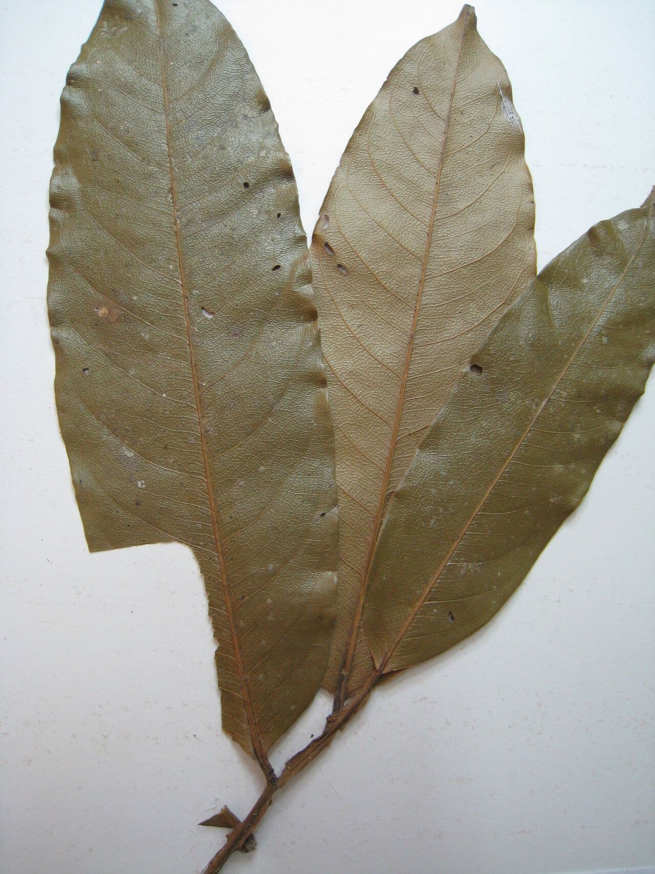 Eschweilera 4