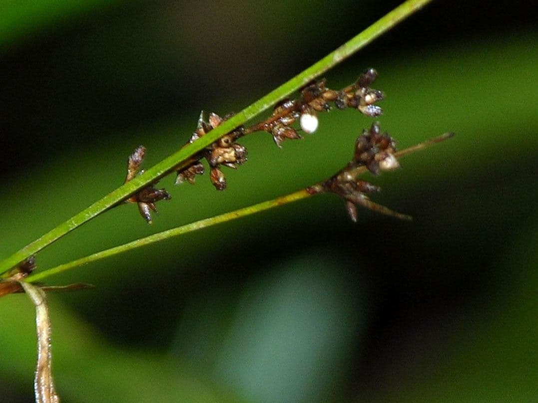 Scleria a piccoli frutti 2