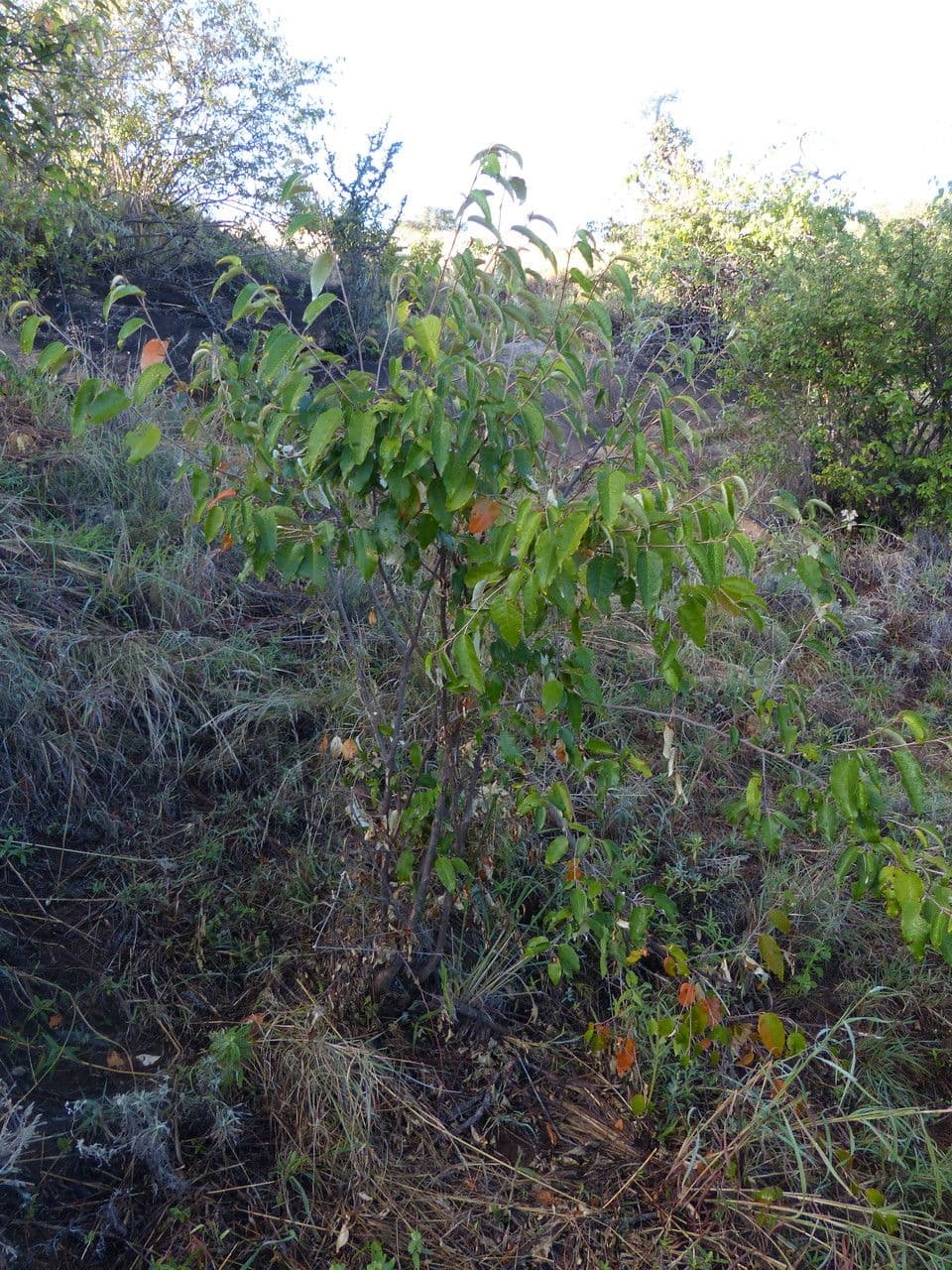 Croton dicogamo 9