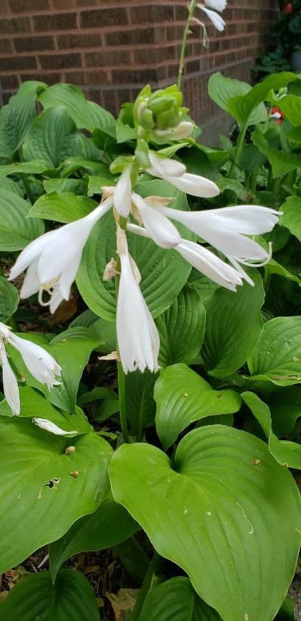 Hosta 9