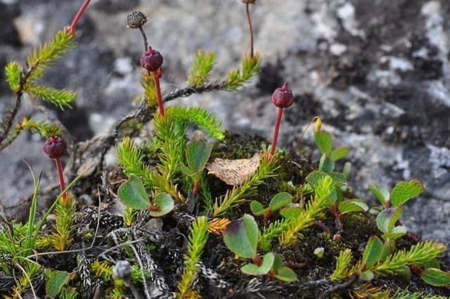 Harrimanella hypnoides 10