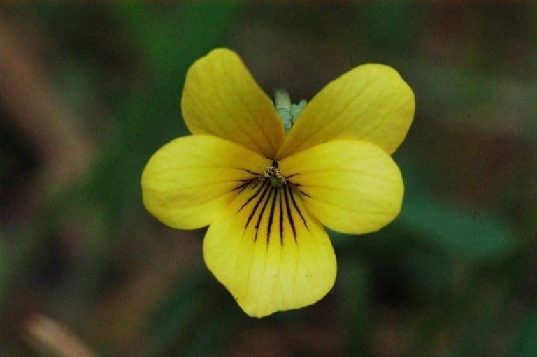 Purpurviolette 4