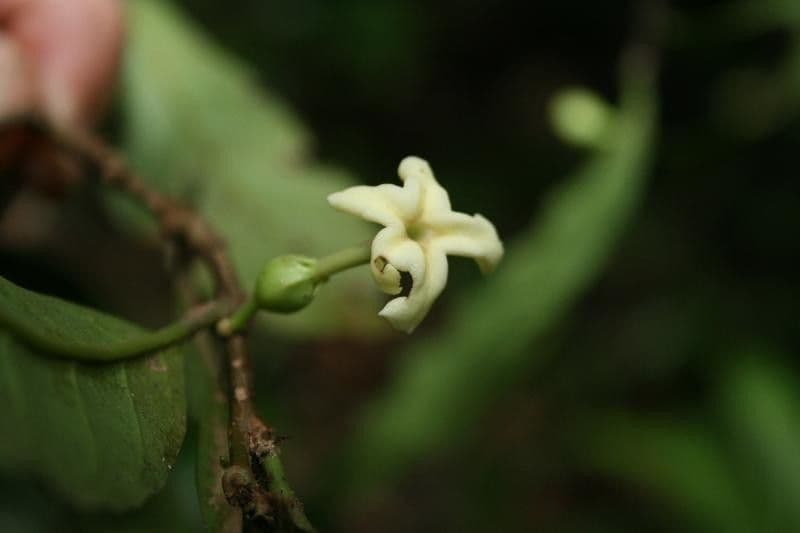 Drypetes variabilis