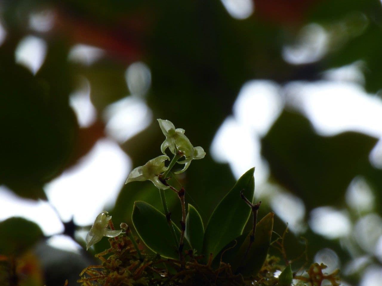 Angraecum 7