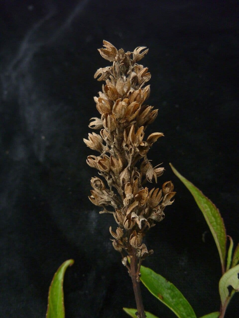 Pseudocaryopteris 4