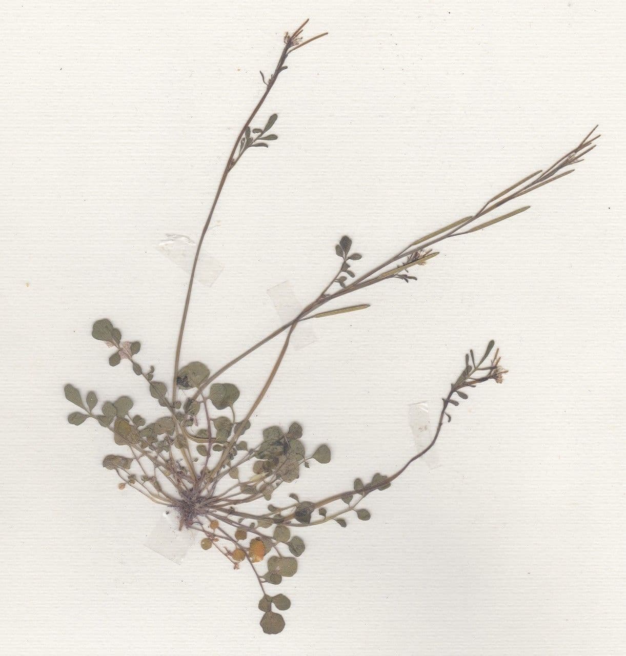 Cardamine flexueuse 28