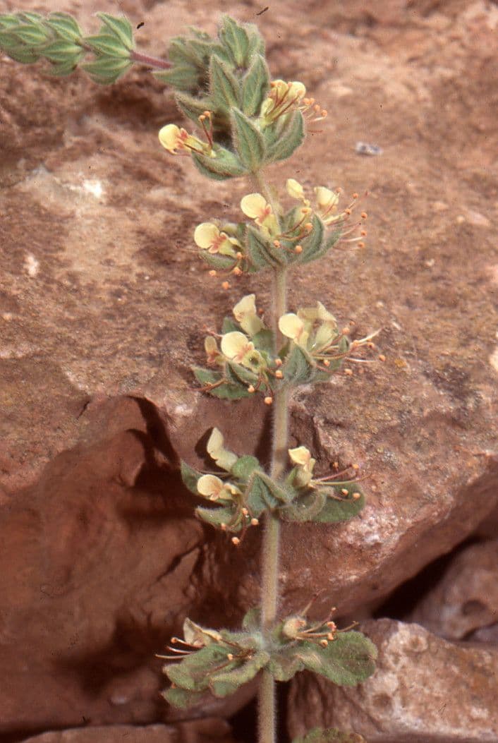 Teucrium 6
